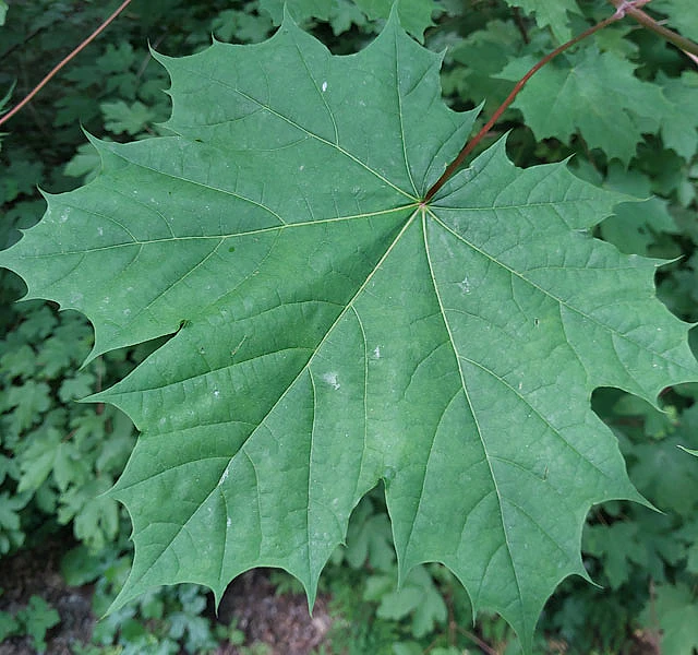 *Spitzahorn* (Acer platanoides)