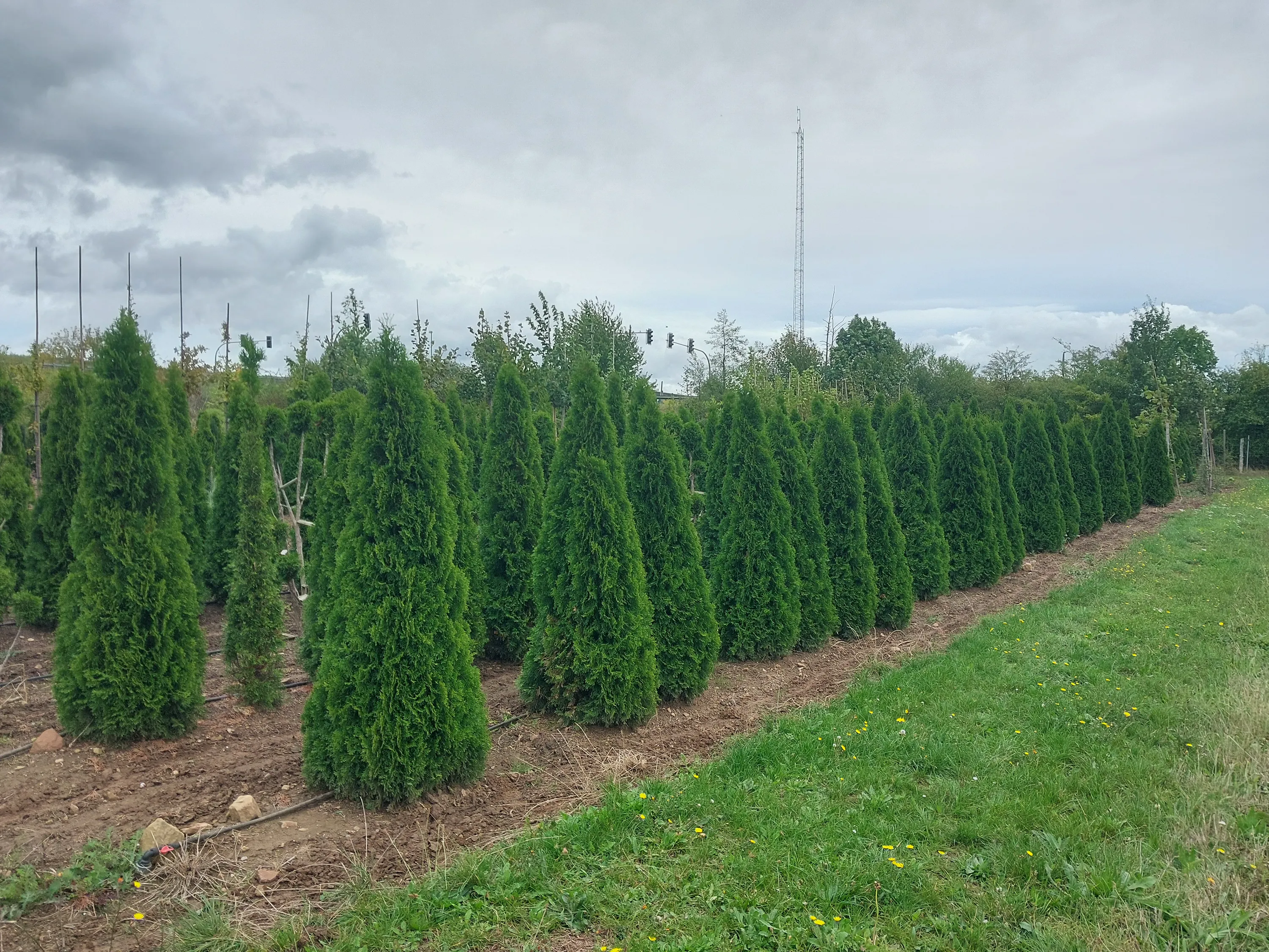 Thuja occ. ´Smaragd