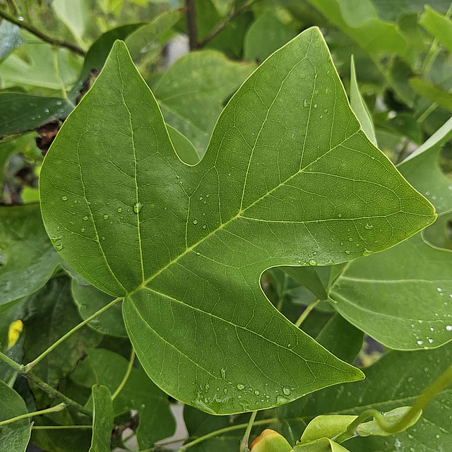 *Tulpenbaum* (Liriodendron tulipifera)