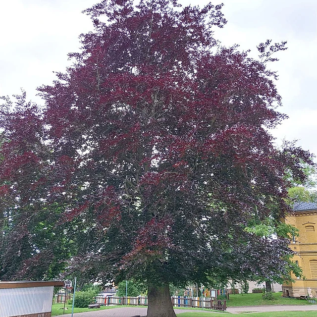 *Blutbuche* (Fagus sylvatica 'Antrpunicaea')