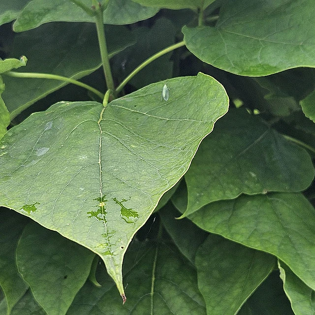 *Kugel-Trompetenbaum 'Nana'* (Catalpa bignonioides 'Nana')