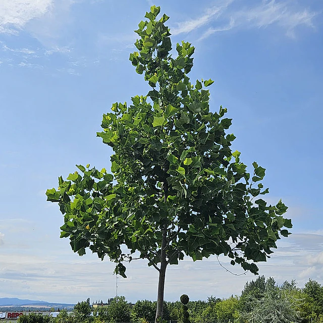 *Tulpenbaum* (Liriodendron tulipifera)