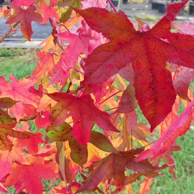 *Amberbaum* (Liquidambar styraciflua)