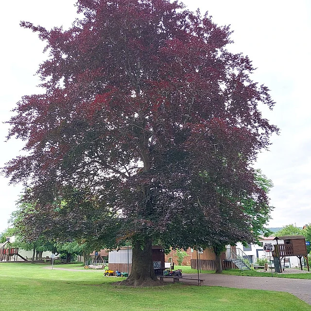 *Blutbuche* (Fagus sylvatica 'Antrpunicaea')