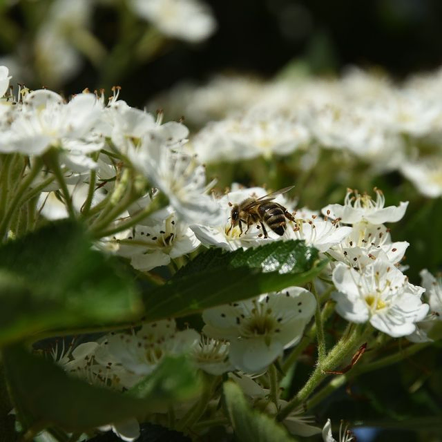 *Apfeldorn* (Crataegus x lavallei 'Carrierei')