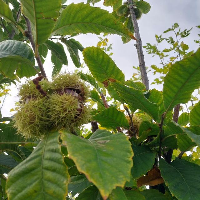 *Esskastanie* (Castanea sativa)