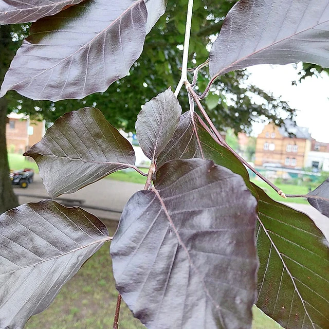 *Blutbuche* (Fagus sylvatica 'Antrpunicaea')