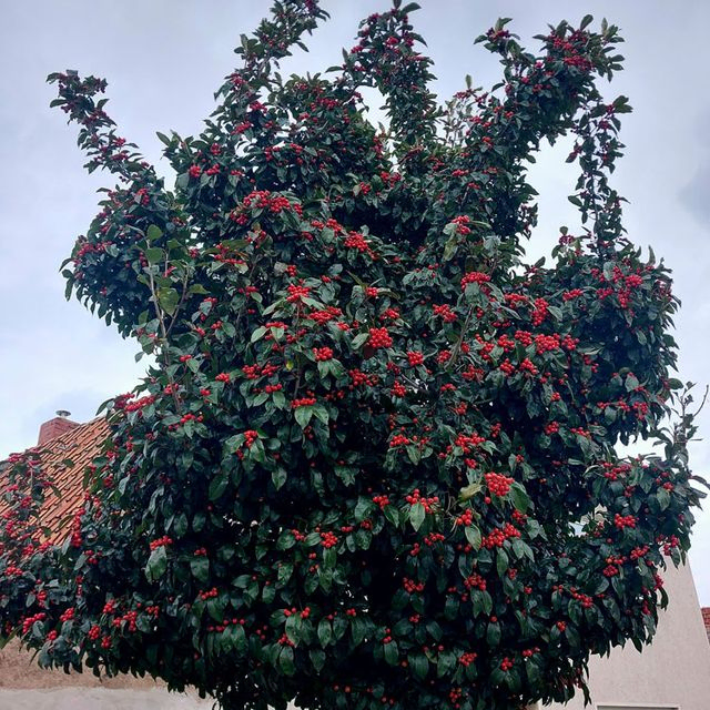 *Apfeldorn* (Crataegus x lavallei 'Carrierei')