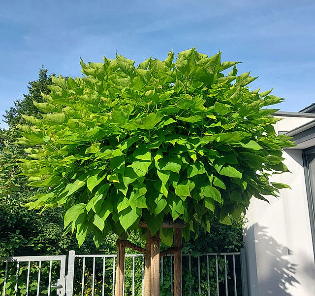 *Kugel-Trompetenbaum 'Nana'* (Catalpa bignonioides 'Nana')