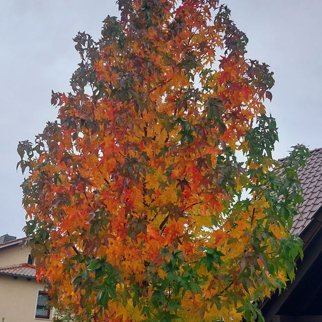 *Amberbaum* (Liquidambar styraciflua)