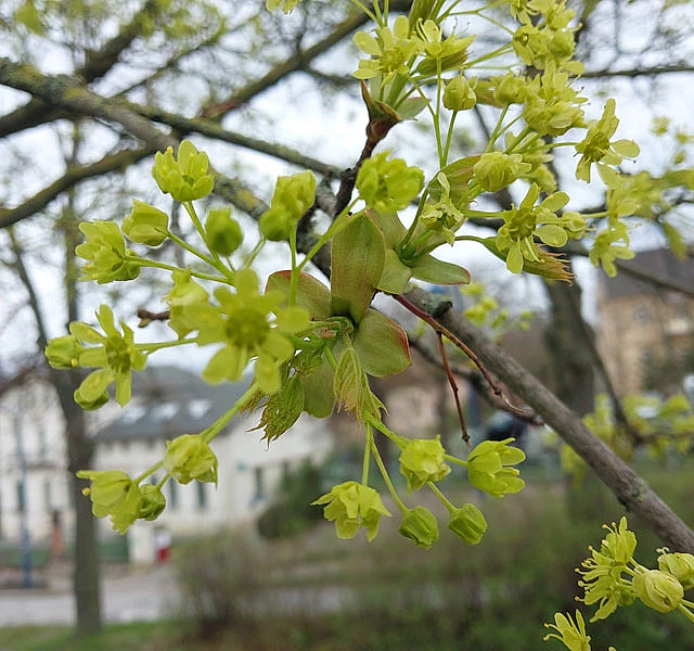 *Spitzahorn* (Acer platanoides)