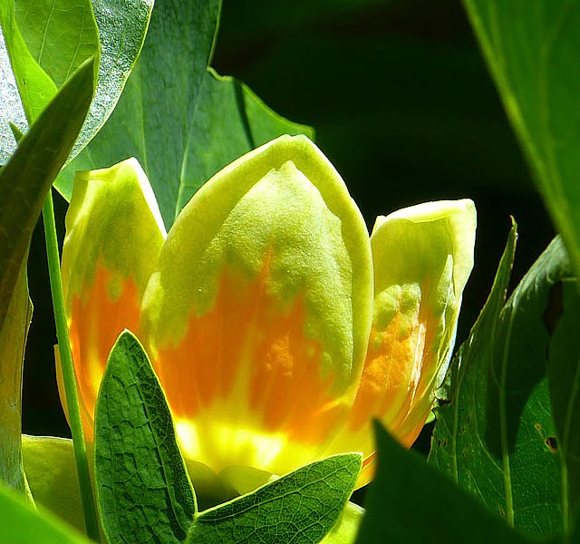 *Tulpenbaum* (Liriodendron tulipifera)