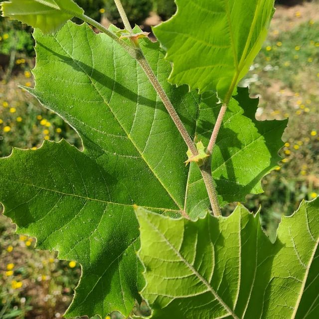 Alleebäume im Sortiment der GartenBaumschule Lehnert - Bodendecker, Obstbäume, Rosen, Ziersträucher und Heckenpflanzen aus Sangerhausen