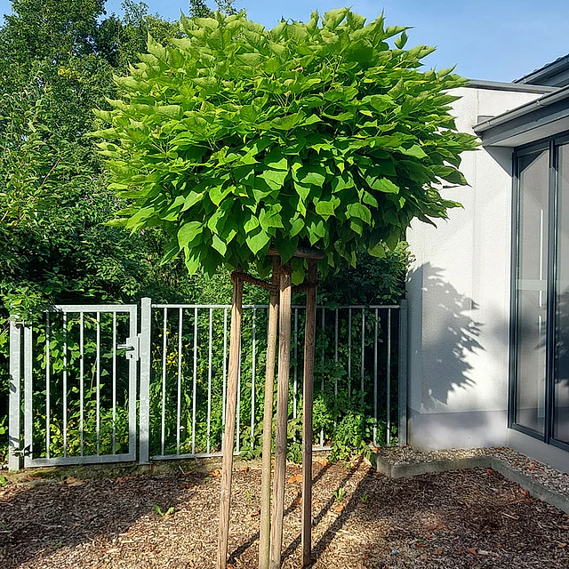 *Kugel-Trompetenbaum 'Nana'* (Catalpa bignonioides 'Nana')