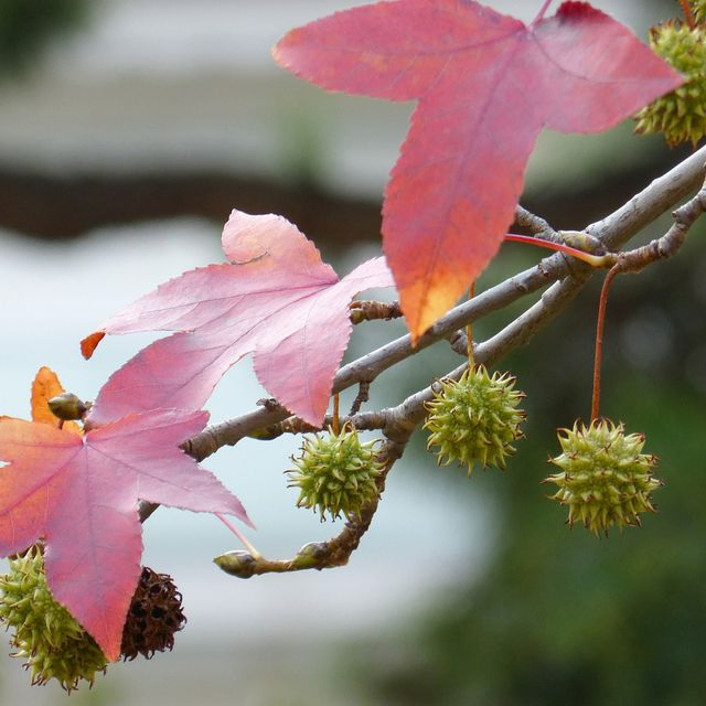 *Amberbaum* (Liquidambar styraciflua)