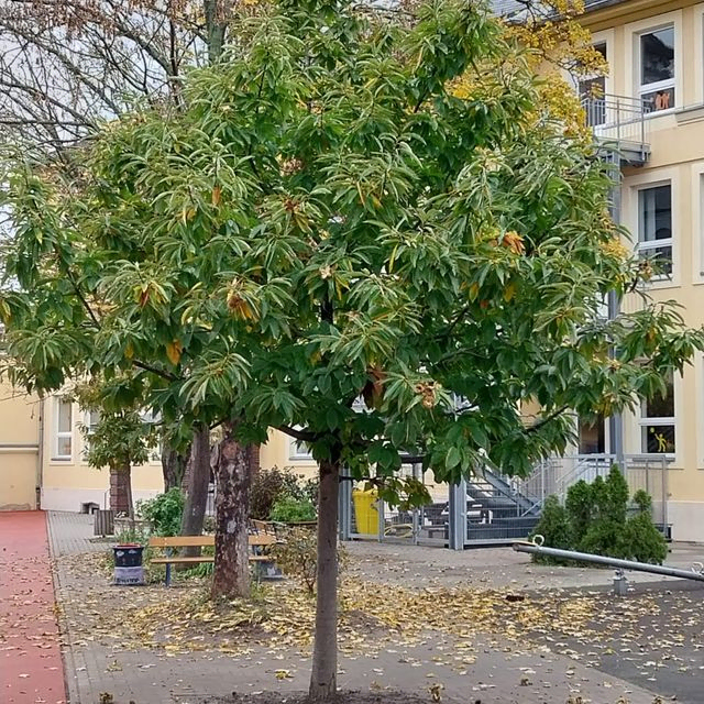 *Esskastanie* (Castanea sativa)