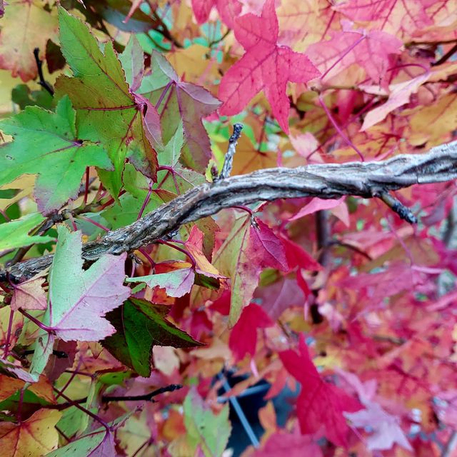 *Amberbaum* (Liquidambar styraciflua)