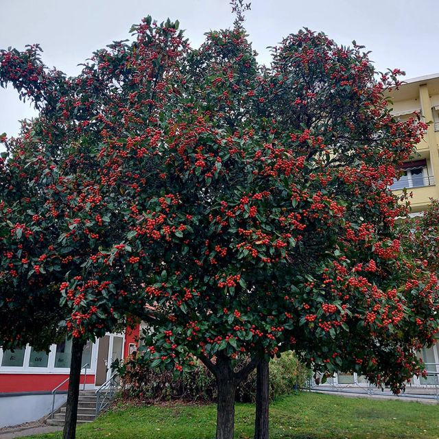 *Apfeldorn* (Crataegus x lavallei 'Carrierei')