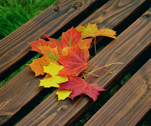 *Spitzahorn* (Acer platanoides)