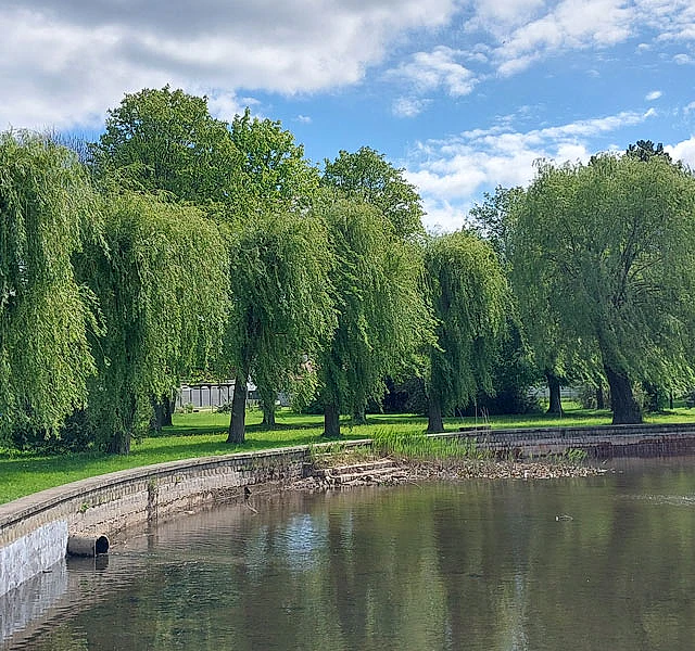 *Trauerweide* (Salix x sepulcralis 'Chrysocoma' [Salix alba 'Tristis'])