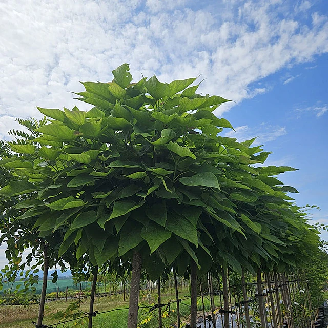 *Kugel-Trompetenbaum 'Nana'* (Catalpa bignonioides 'Nana')